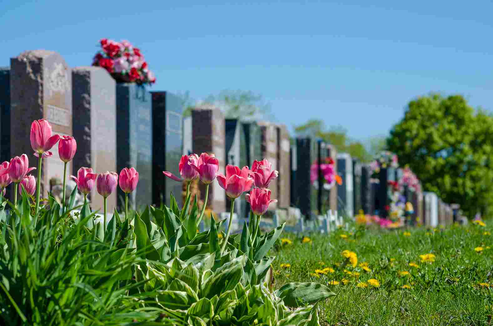 how-to-buy-a-cemetery-plot